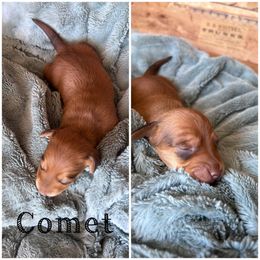 Comet - Red male Dachshund puppy in Folsom, Louisiana from De’s Doxies