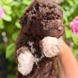 Charlie - Brown male Lagotto Romagnolo puppy in Barrington, Illinois from Lagotto Illinois