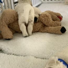 Golden Retriever Puppies from MC Goldens