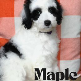 Maple - Black and chalk female Australian Labradoodle puppy in Matthews, North Carolina from Weddington Labradoodles