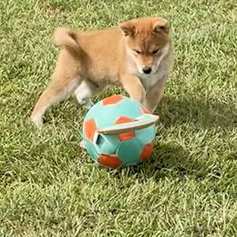 Vin Diesel - Red male Shiba Inu puppy in Milton, Florida from Moonlight Shibas
