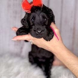 Noir - Black female Goldendoodle puppy in Miami, Florida from Jade’s Paws & Co. Of Miami LLC