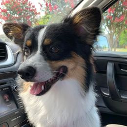 Archer - Companion Cross