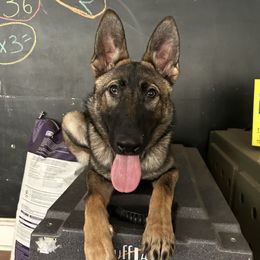 Maisy - German Shepherd