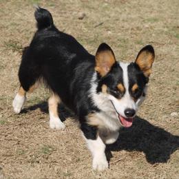 Josie - Cardigan Welsh Corgi