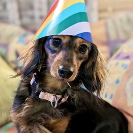 Dachshund Puppies from Aster Creek Kennel