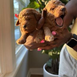Cavapoo Puppies from Birdie's Nest