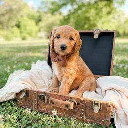 Rowdy - Red  male Goldendoodle puppy in Ooltewah, Tennessee from Allison Family Doodles