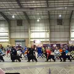 Gordon Setter All Grown Up from Dreamcatcher Kennel