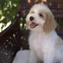 Bernedoodle and Cavapoo Puppies from Dulcito Doodles