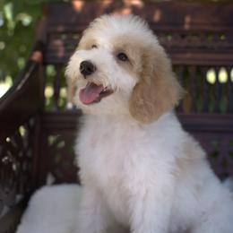 Bernedoodle and Cavapoo Puppies from Dulcito Doodles