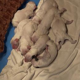 Ginger - White and black female Dalmatian puppy in Claremore, Oklahoma from Lotsofdots Dalmatians