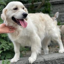 Linda - Golden Retriever