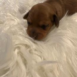 Female 2 - Sable female Dachshund puppy in Oklahoma City, Oklahoma from Diana's Dachshunds CKC certified!