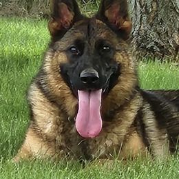 German Shepherd All Grown Up from Katzel Kennel
