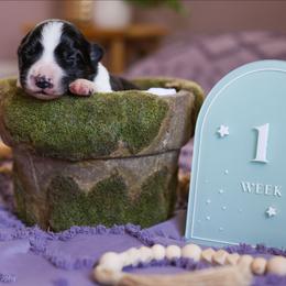 Rune - Black and white male Border Collie puppy in Brooklyn Center, Minnesota from Inspire Performance Dogs