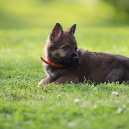German Shepherd puppies from Von Holbrook Kennels