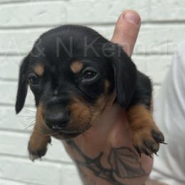 Boy 3 - Black and tan male Dachshund puppy in Brandon, Mississippi from A & N Kennels