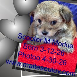 Maltese, Morkies, and Yorkshire Terriers from Malteseuluv’s Tiny Treasurers