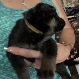 Boy 3 - male German Shepherd puppy in Germantown, Ohio from TNT Pups