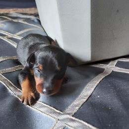 2nd black rust male - Blue and rust male Miniature Pinscher puppy in Du Bois, Pennsylvania from San Spur Miniature Pinschers