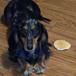 Sadie - Dachshund