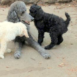Poodle Puppies from Furball Forest Poodles