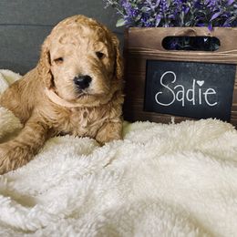 Bernedoodle and Labradoodle Puppies from Royal Doodles