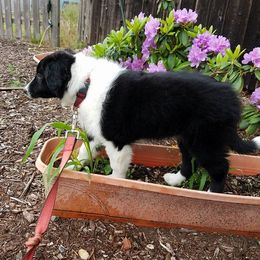 English Shepherd Puppies from Ripple