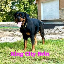 Brin - Rottweiler
