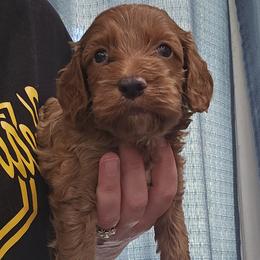 Tate - Red and white male Cockapoo puppy in Mocksville, North Carolina from Hunting Creek Kennels & Farm
