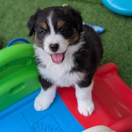 Chase - Black tri-color male Australian Shepherd puppy in Rhode Island from Ocean Cliff Aussies