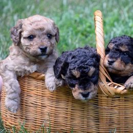 Bernedoodles from Fleetwood Bernedoodles