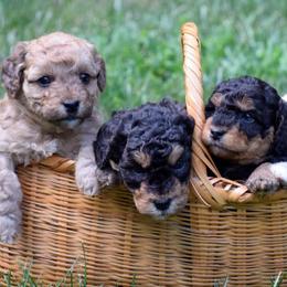 Bernedoodles from Fleetwood Bernedoodles