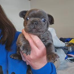 Girl 4 - Blue female French Bulldog puppy in Lansing, Michigan from Black Thunder 517 Cane Corso and Dachshunds