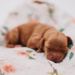 Blue Boy Cavapoo - Apricot male Cavapoo puppy in Mckinney, Texas from Doodles of North Tx