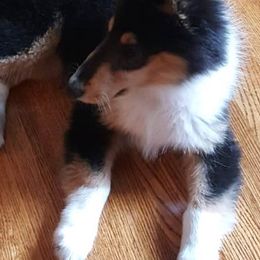 Collies from Blackmoor collies