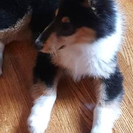 Collies from Blackmoor collies