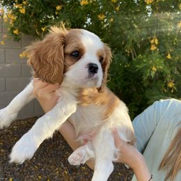 Cavalier King Charles Spaniel Puppies from Parks Cavaliers