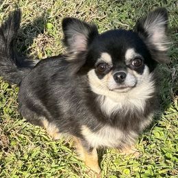 Brittany - Chihuahua