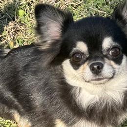 Brittany - Chihuahua