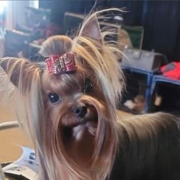Halo - Yorkshire Terrier