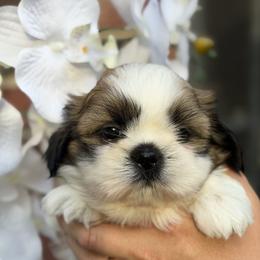 Shih Tzu puppies from Ganna's Shih Tzus