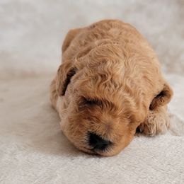 Goldendoodle Puppies from Lake Village Doodles