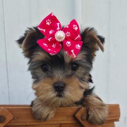 Thelma - Blue and gold female Yorkshire Terrier puppy in Monticello, Iowa from Ashley’s Puppies
