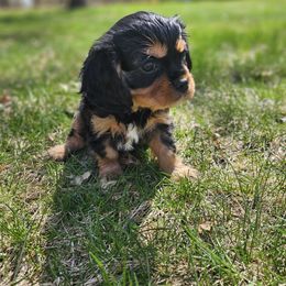 Cavalier King Charles Spaniel Puppies from Grand Oaks Cavaliers