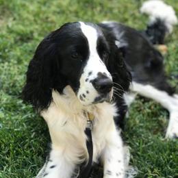 English Springer Spaniel Puppies from Indian Creek Springers