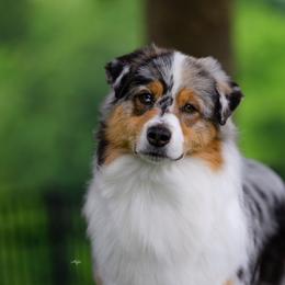 Glitter - Australian Shepherd