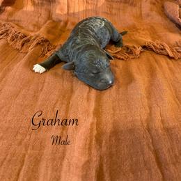 Graham - Brown male Lagotto Romagnolo puppy in Minster, Ohio from 1880 Lagotto
