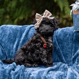 Madame Adelaide - Black and white female Cockapoo puppy in Deming, Washington from Heavenly Puppies to Love
